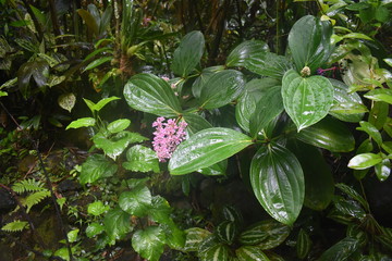 Blooming Plants in Jungle surrounded by green foliage after a light summer rain