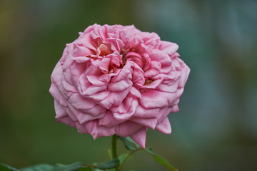 rosa