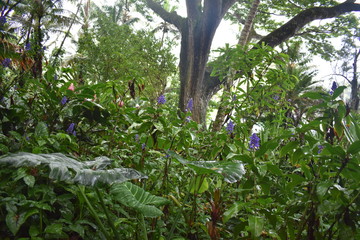 Blooming Plants in Jungle surrounded by green foliage after a light summer rain