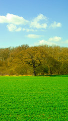 Fototapeta premium Forest Landscape in distance green field in fore ground