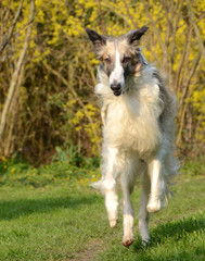 Borzoi comes running towards the camera in a gadrden.