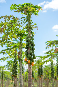 Nature fresh yellow papaya on tree with fruits