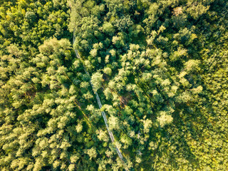 Top view of a forest of deciduous trees and expensive sunny day. Aerial view from the drone. Foliage background