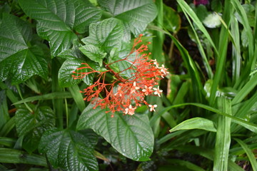 Blooming Plants in Jungle surrounded by green foliage after a light summer rain