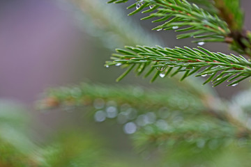 Fototapeta na wymiar droplets of water on thin branches of yeliniis with a lovely bokeh. spruce branches with beautiful raindrop in the early spring