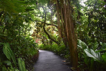 Naklejka premium Blooming Plants in Jungle surrounded by green foliage after a light summer rain