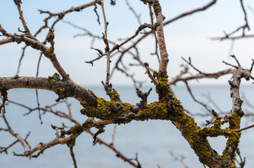 branch of an old dead tree covered with green lichen