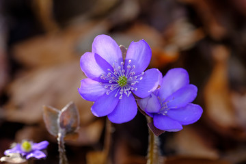 Leberblümchen (Hepatica nobilis)