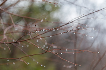 drops of water on thin branches of birch with a beautiful bokeh. Birch branches with beautiful raindrops