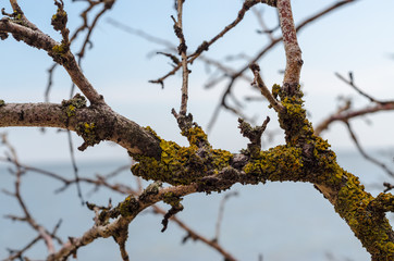 branch of an old dead tree covered with green lichen