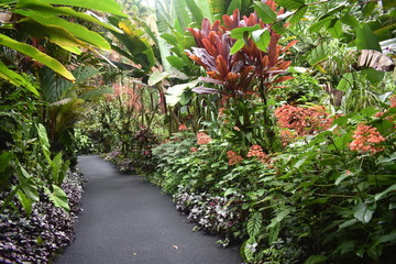 Blooming Plants in Jungle surrounded by green foliage after a light summer rain