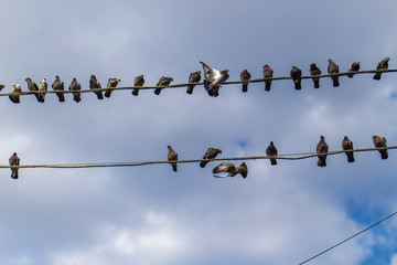 pigeons sitting on the wires