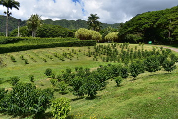 Fototapeta na wymiar Tropical Garden in Hawaii Plants growing in a lush field laid out in order