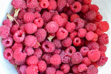 Harvest of fresh red juicy raspberry pink