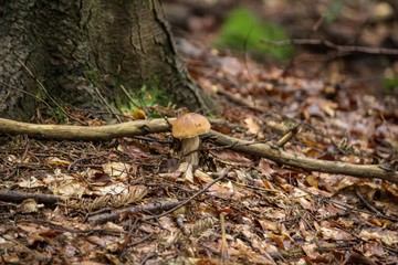 White mushroom under the tree
