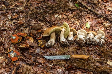 Picked mushrooms and knives