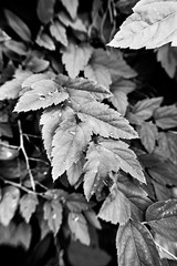 monochrome leaves