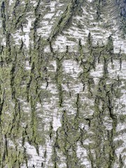 Obraz premium birch bark surface pattern 