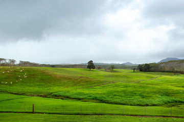 Fototapeta premium A beautiful green landscape of a mountain in hawaii