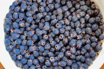 Heap of fresh blue shadberry tasty harvest