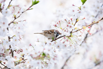 千鳥ヶ淵の桜と雀
