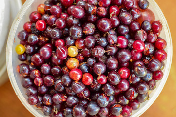 Harvest of red currant in white bucket