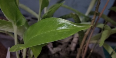 The green  plant in a pot .