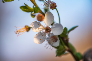 Blooming plum tree closeup. Spring white flowers. Plum-tree branch covered with white flowers and new foliage on blue sky background
