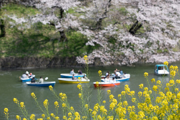 Fototapeta na wymiar 千鳥ヶ淵の桜と菜の花とボート