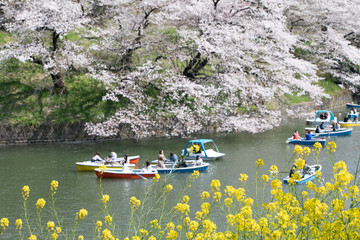 千鳥ヶ淵の桜と菜の花とボート