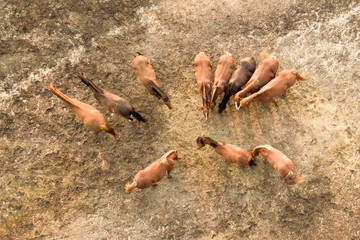 Walking a group of horses in the pen farm. Aerial view from the drone