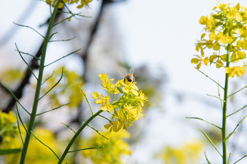 千鳥ヶ淵の菜の花と蜜蜂