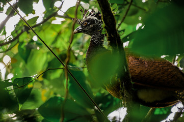 Oiseau tropical