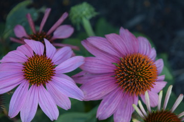 Fototapeta premium Pink Flower