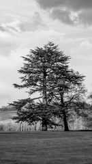 Large Pine Tree in Black and White