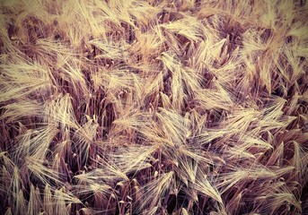ripe ears of wheat grown in the field