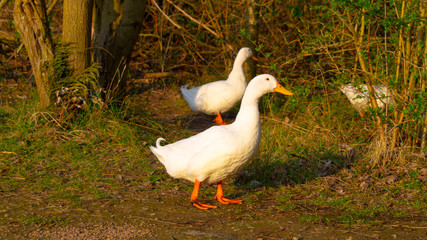 Large White Heavy Pekin Aylesbury Duck on Pond