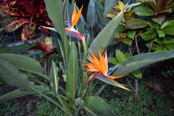 Blooming Bird of Paradise in Jungle surrounded by green foliage after a light summer rain