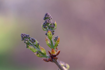 Lilacs buds in the garden