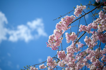 京都　鴨川の桜