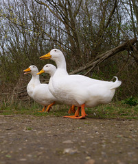 Large White Heavy Pekin Aylesbury Duck on Pond