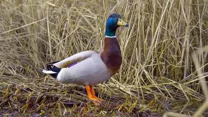 Close up on Male Drake Mallard Duck