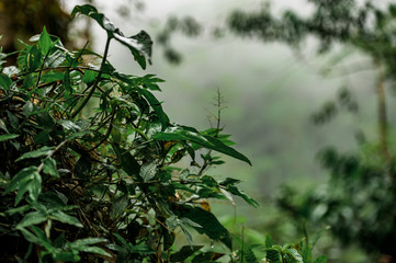 Forêt tropicale