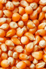 Golden corn seeds, background and texture of popcorn. Before watching a movie top view. Close-up