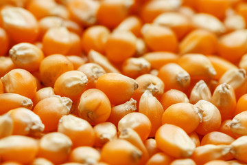 Golden corn seeds, background and texture of popcorn. Before watching a movie top view. Close-up