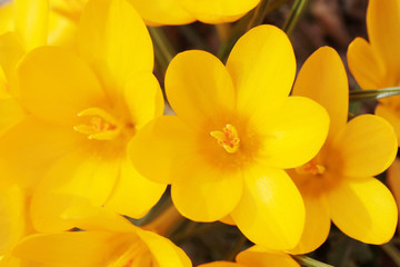 Crocus, Beautiful yellow flower