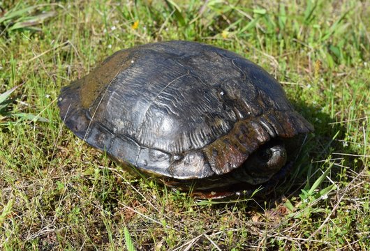 Slider turtle inside shell in Mississippi