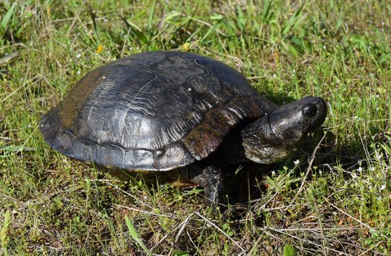 Large wild red-eared slider in Mississippi