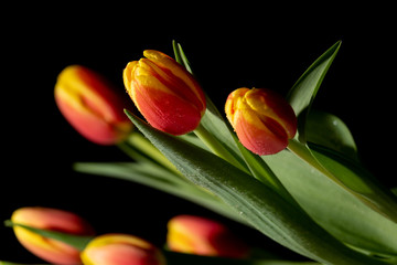 Beautiful orange and red tulip on black background