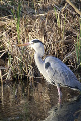 Graureiher Vogel